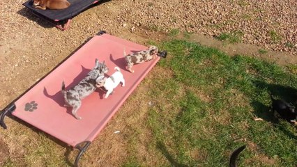 d'justin et ses bebes