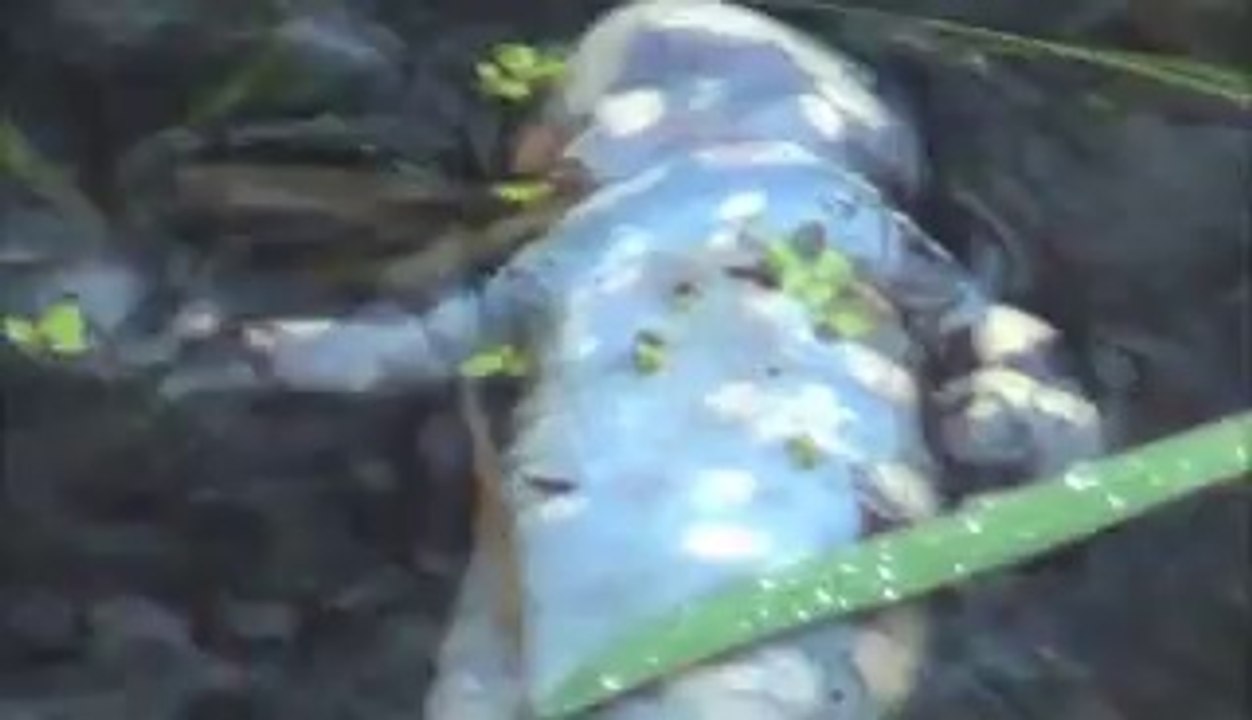 salamandre