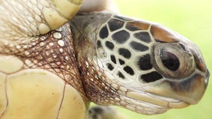 Te Mana Ote Moana, la clinique des tortues/ Décollage immédiat