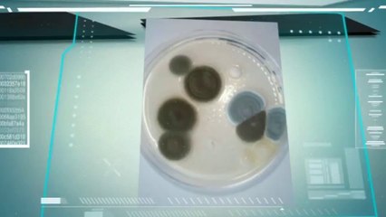 Masters Environmental Mold Testing (714) 332-5564