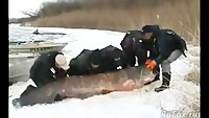 Russian Fishermen Catch 430 Pound Catfish
