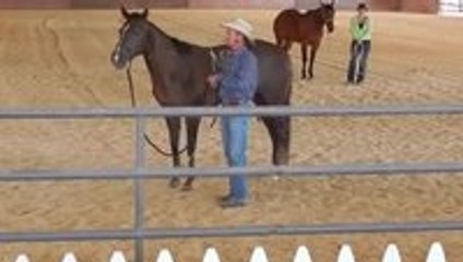 Courageous Cat Blindsides Unsuspecting Horse