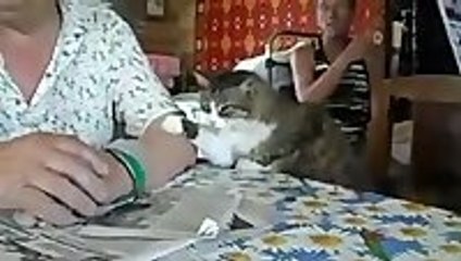 Clever Cat Gives Owner Petting Instructions