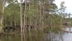 Louisiana Sinkhole Swallows Several Tall Trees Whole