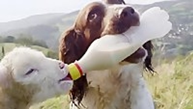 Dog Feeds Orphaned Lamb