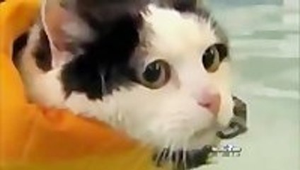 News Anchor Laughs Hysterically Over Swimming Cat