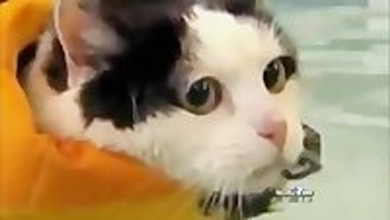 News Anchor Laughs Hysterically Over Swimming Cat