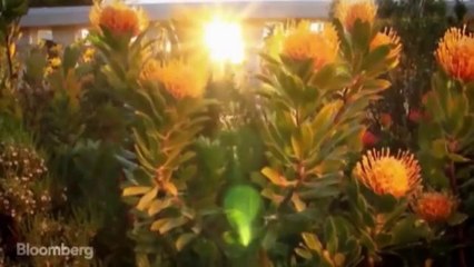 How South Africa's Falling Currency Boosts Tourism