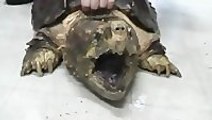 Snapping Turtle Destroys Pineapple