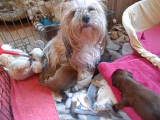 les bébés de dechen et claude nés le 3 mars