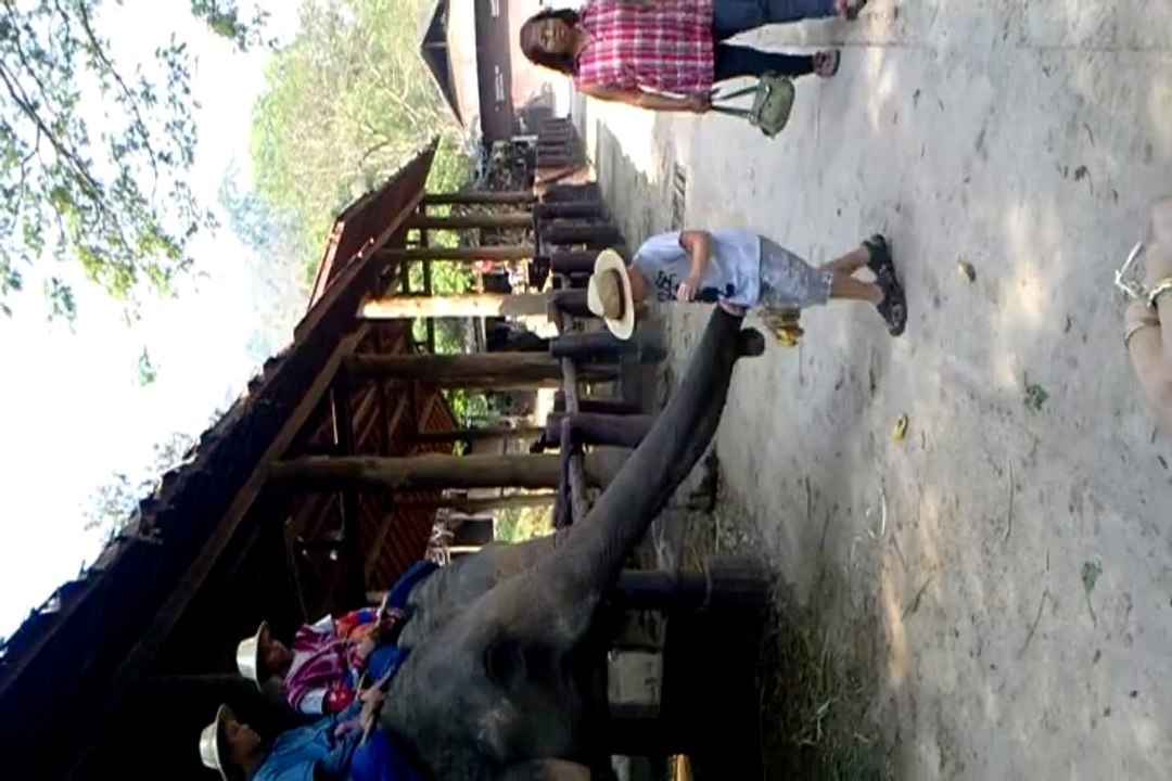 Tom-Arthur et ses copains les éléphants....