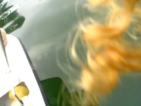 Les dauphins de Walvis Bay