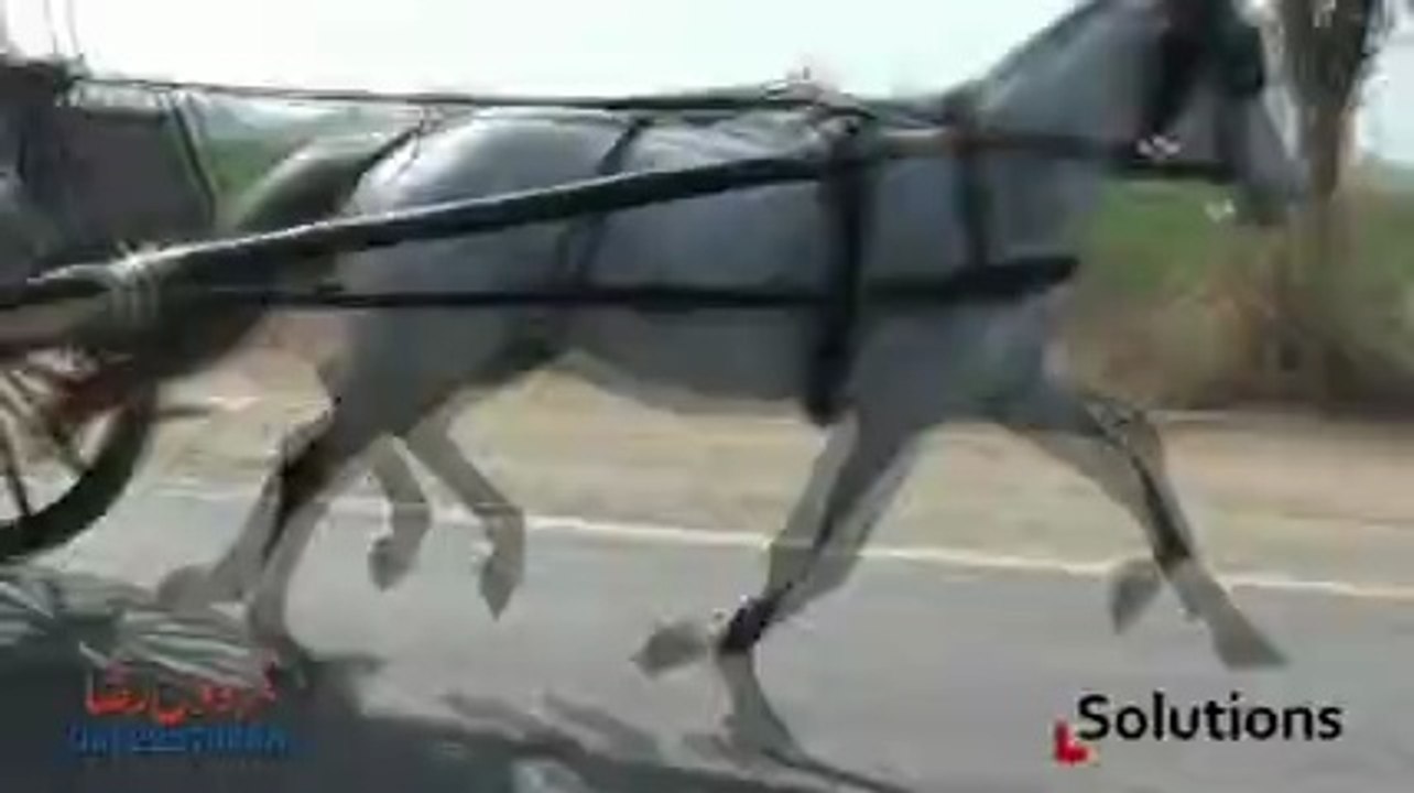 liyaqat babu horse ghourghushti