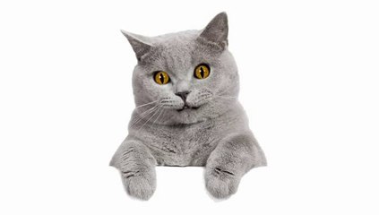 ♫ ♫ Camptown Races ♫ ♫