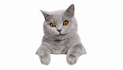 ♫ ♫ Daisy, Daisy ♫ ♫