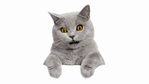 ♫ ♫ Dem Dry Bones ♫ ♫