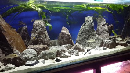 My 185 Gallon Tanganyika Biotope