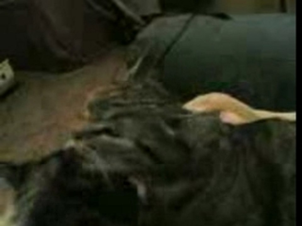 Ts le monde ts propre!