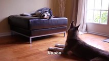 2 Talking Dogs Argue - Subtitled! Mishka & Laika