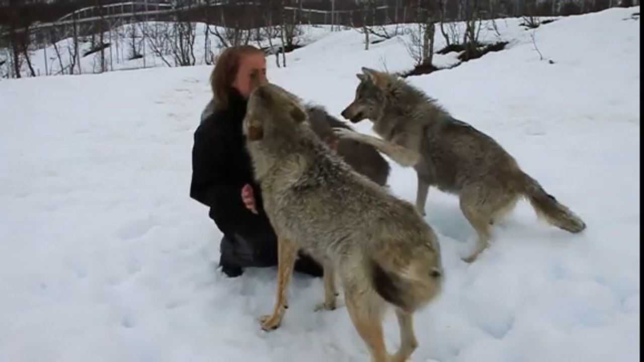 Wolves' amazing reaction seeing woman who raised them coming back years after