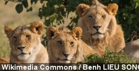 Copenhagen Zoo Euthanizes Lion Family After Giraffe Killing