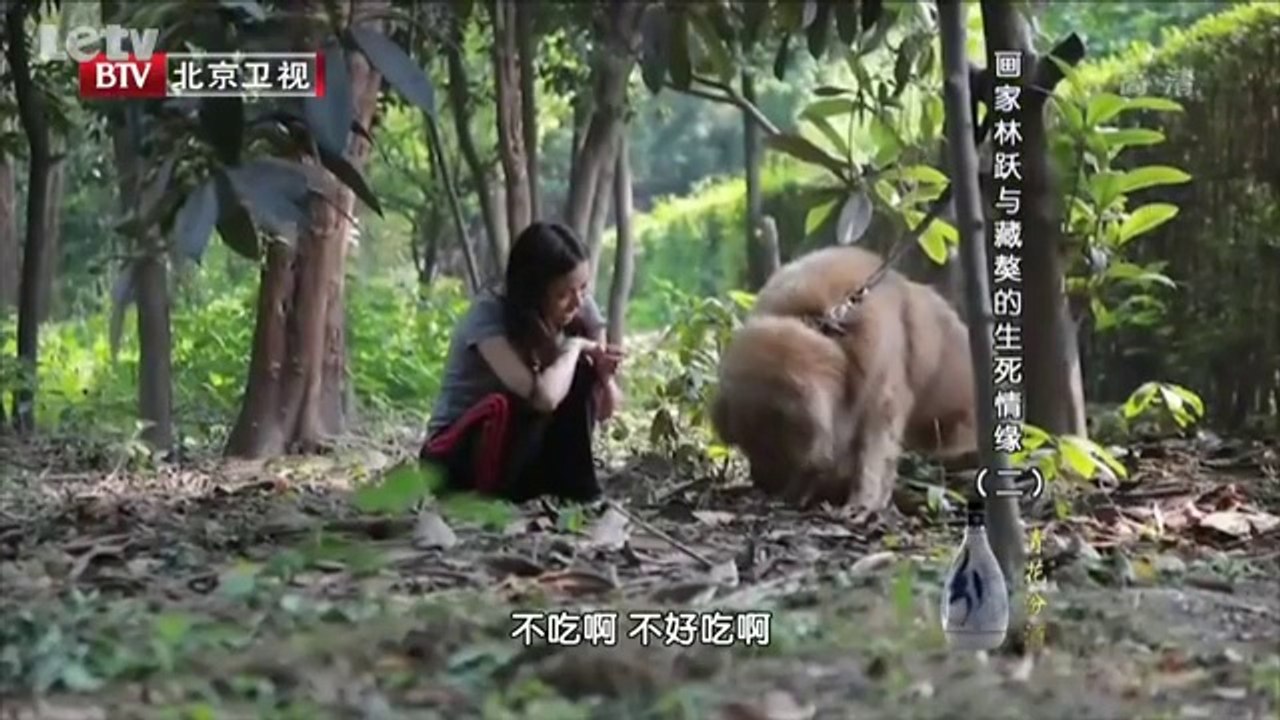 20140114  画家林跃与藏獒的生死情缘（二）