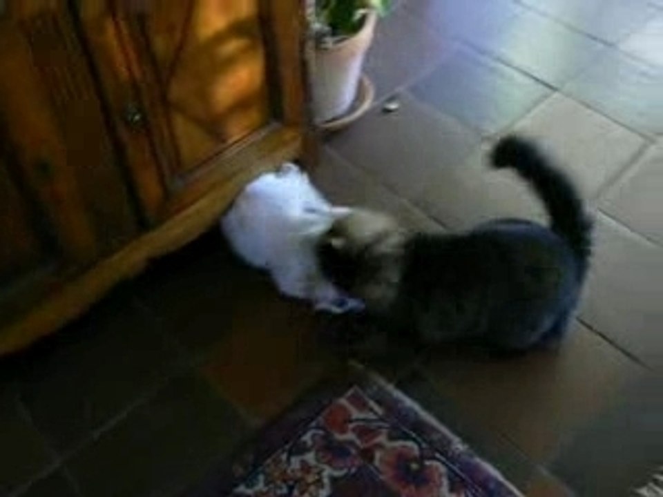 Chats