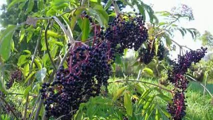 4 Most Popular Health Benefits Of Elderberry