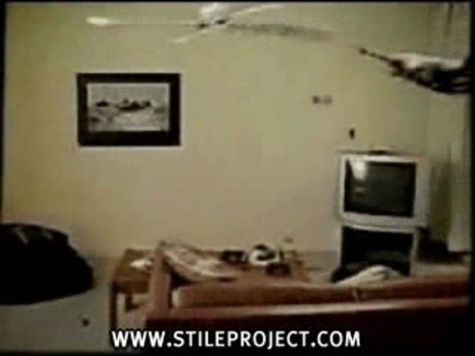 vol plané de chat