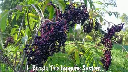Four Most Popular Health Benefits Of Elderberry