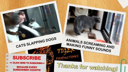 Animals can be so cute- Funny animal compilation