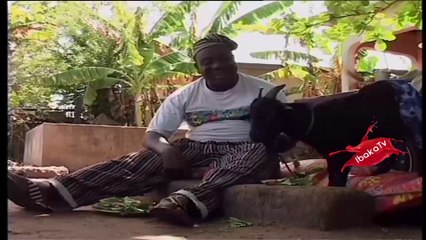 Mr Ibu Treats Goat Like Child