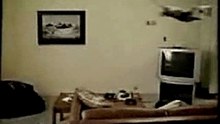 Gattovolante