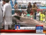 Karachi Fishermen catch 18-ft long Tiger Shark