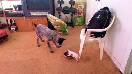 Download Video: Tiny Puppy Adorably Protects Food Bowl From Big Dog