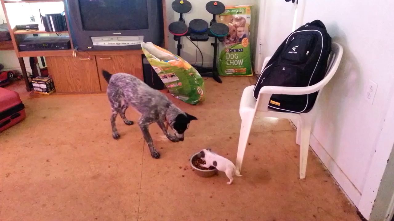Bébé chien contre gros toutou... Il défend bien sa gamelle!