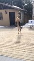 Funny Dog Fail : German Shepherd Misses Catch In Slow Motion