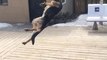 Un berger allemand tombe par terre en Slow motion... Gros fail de chien au ralentit.