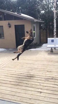 Un berger allemand tombe par terre en Slow motion... Gros fail de chien au ralentit.