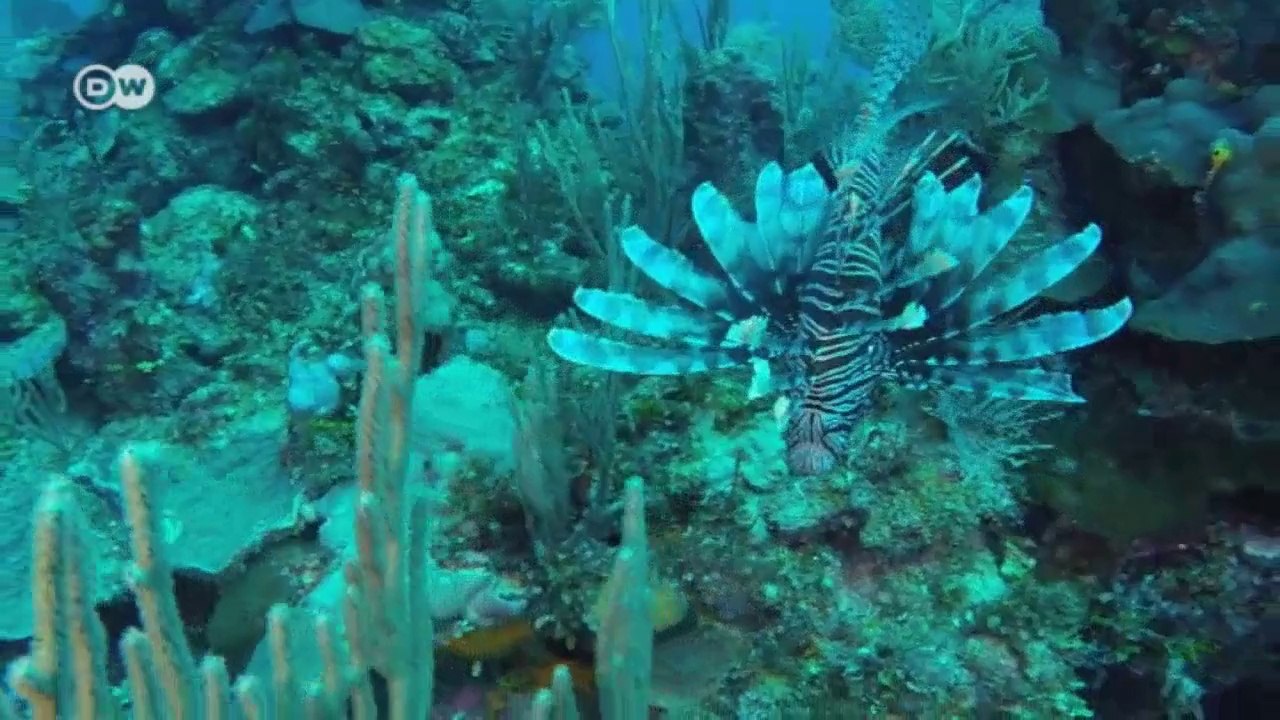 Belize fängt den giftigen rotfeuerfisch ein | global ideas