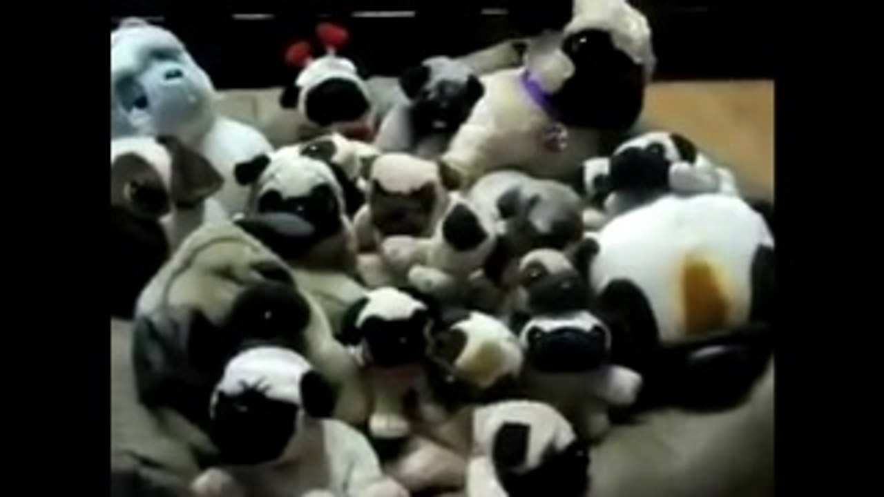 Find the Pug! on