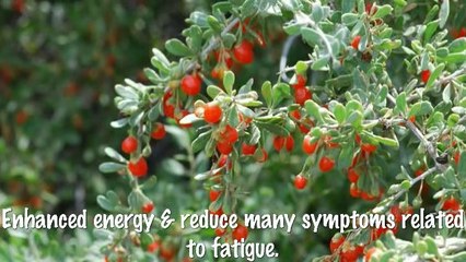 Five Advantages of Wolfberry