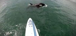 Paddle Boarder gets surprise visit from Whales