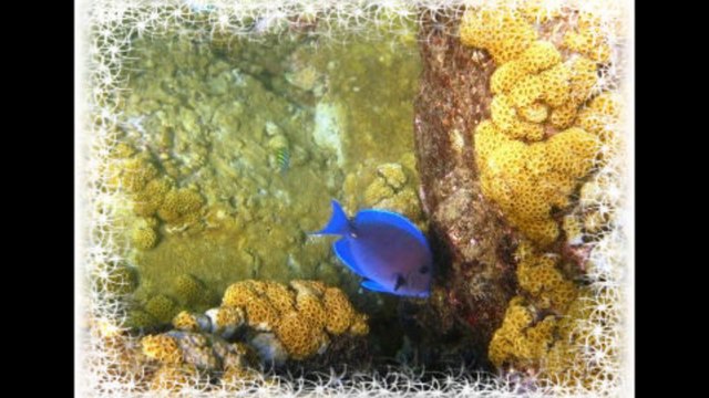 Meilleur-de-vos-vacances- Croisière naturiste Antilles caraibes