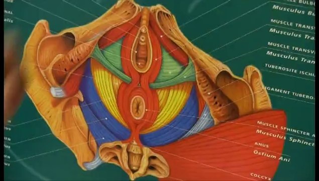 Cuando se desmorona el suelo pélvico