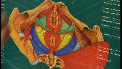 Cuando se desmorona el suelo pélvico