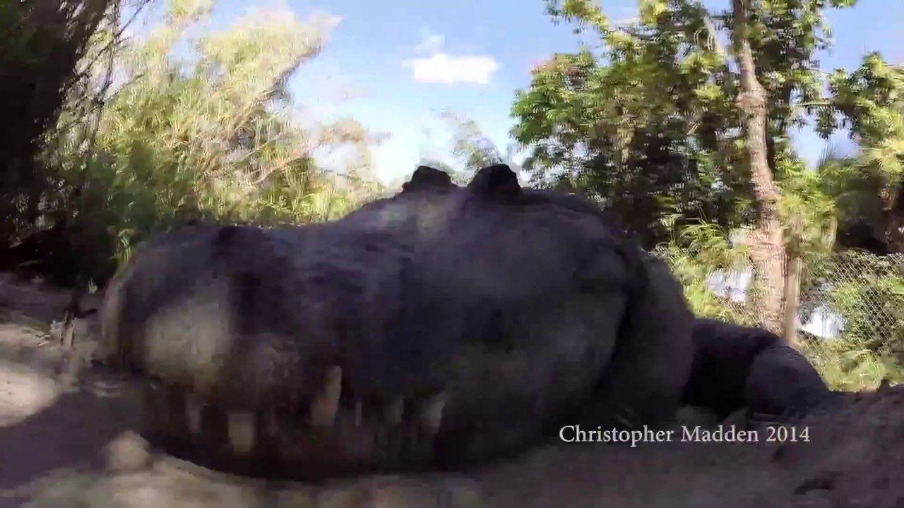 Alligator attacks and crunches camera!
