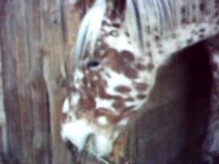 Casting chevaux Gde Ecurie