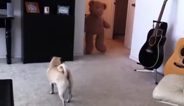 Ours en Peluche contre petit Chien.