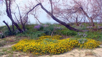 ΓΙΑ ΜΙΑ ΑΓΑΠΗ